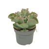 Echeveria