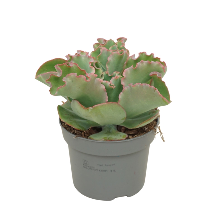 Echeveria