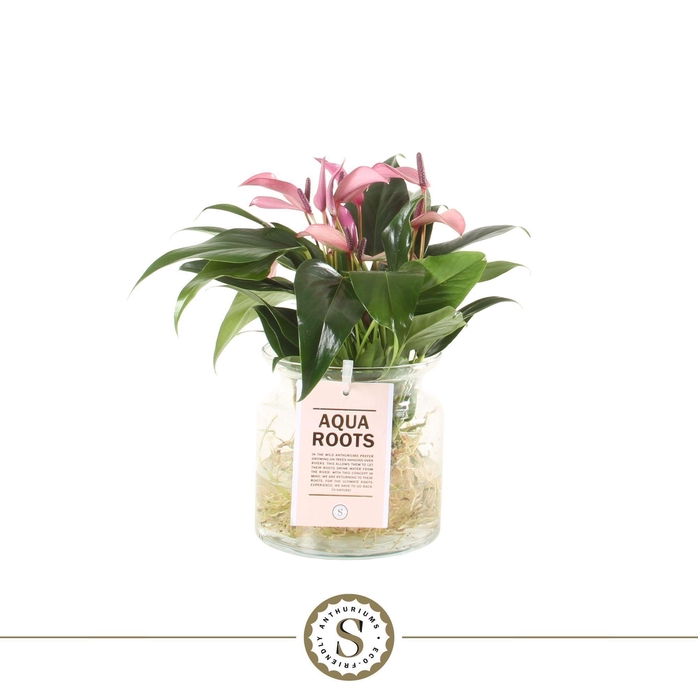 <h4>Zizou Aqua Roots in Sierglas</h4>