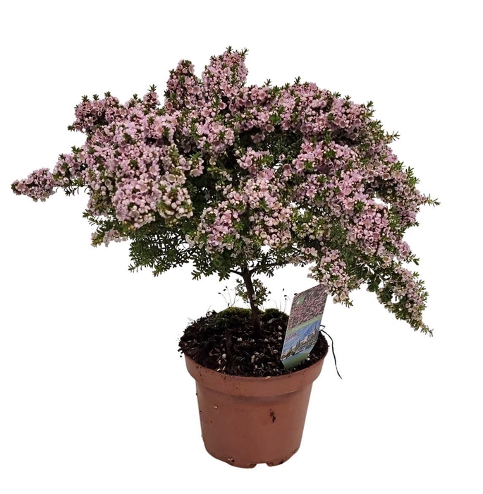 <h4>THRYPTOMENE SAXICOLA</h4>