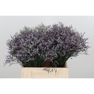 Limonium Sinense Safora Lilac