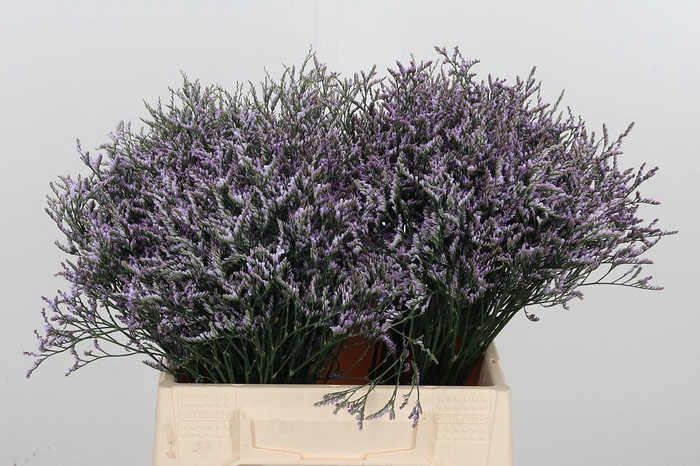 <h4>Limonium Sinense Safora Lilac</h4>