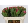 Protea Brenda