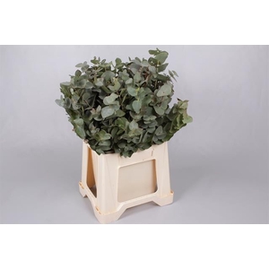 Euc. Cinerea X Stems