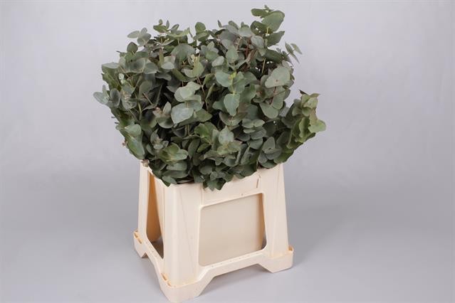 <h4>Euc. Cinerea X Stems</h4>