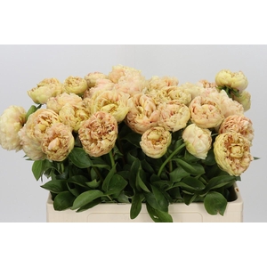 Paeonia Overig