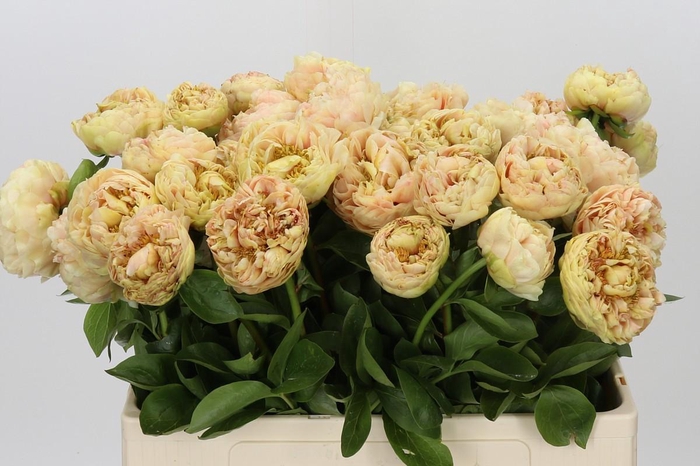 <h4>Paeonia Overig</h4>