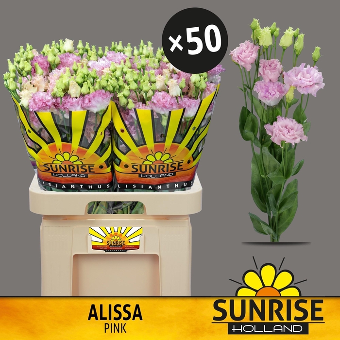 <h4>EUS G ALISSA PINK</h4>