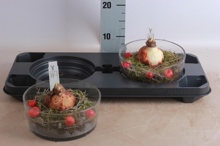 <h4>ARR HIPPEASTRUM</h4>