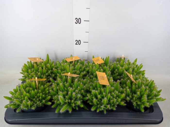 <h4>Hylocereus undatus</h4>