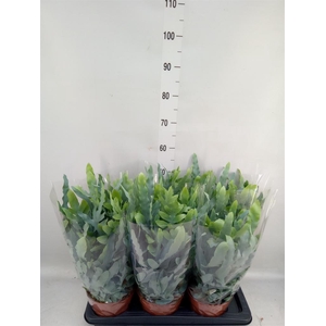 Phlebodium aureum 'Blue Star'