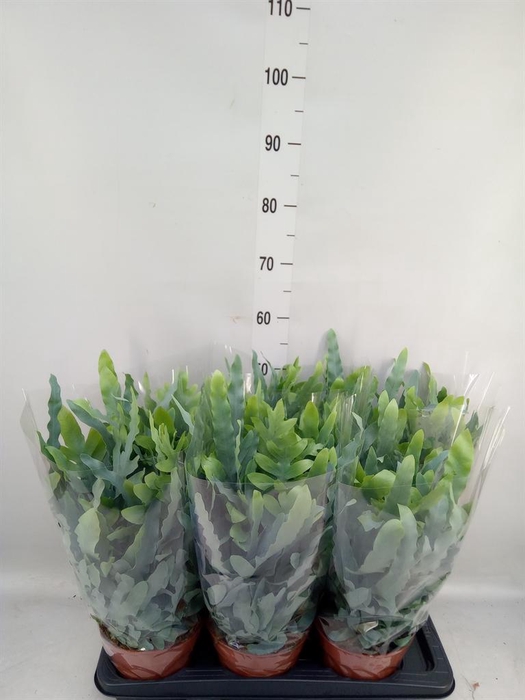 <h4>Phlebodium aureum 'Blue Star'</h4>