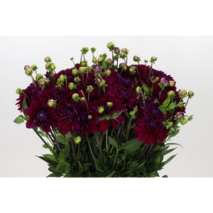 DAHLIA PURPLE HAZE