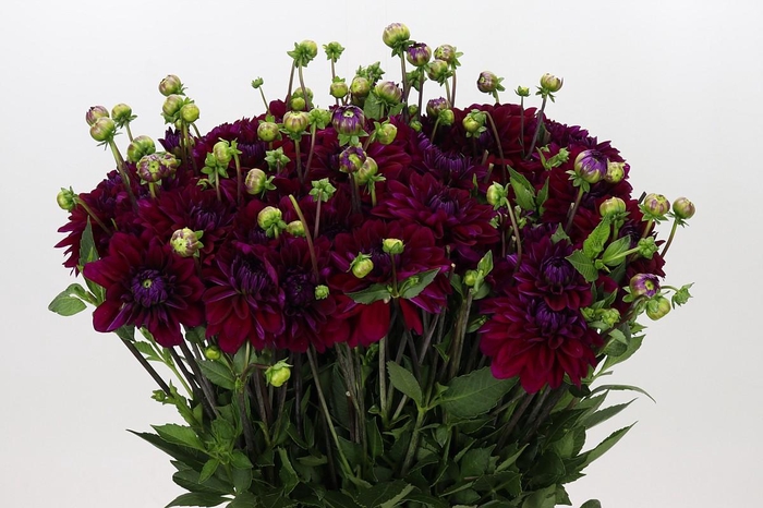 <h4>Dahlia Purple Haze</h4>