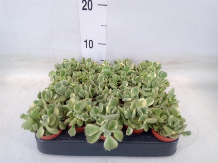 <h4>Succulents   ...</h4>