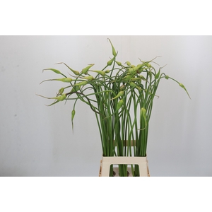 Allium Sativum Ophioscorodon