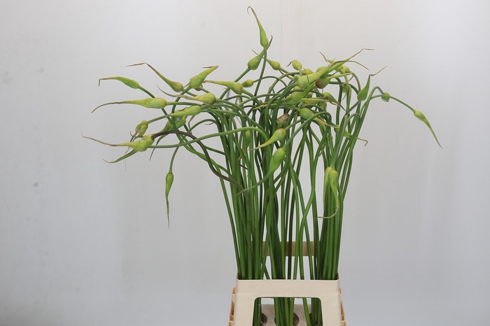 <h4>Allium Sativum Ophioscorodon</h4>