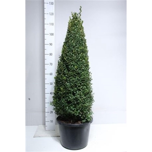 Buxus sempervirens