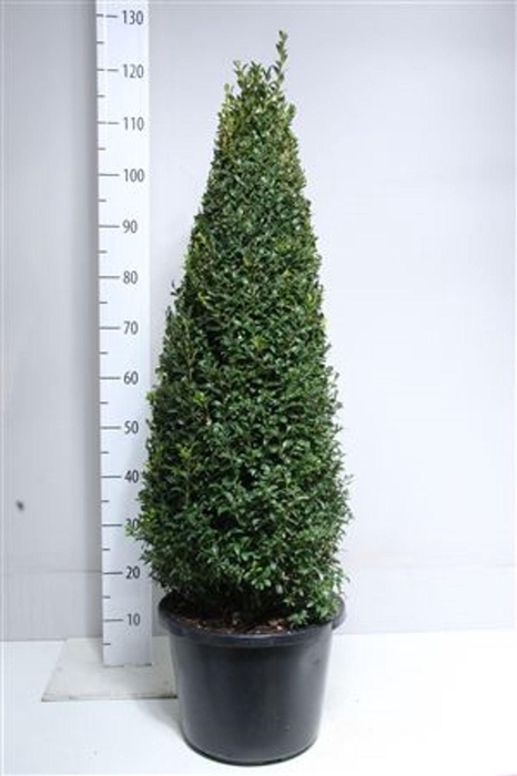 <h4>Buxus sempervirens</h4>