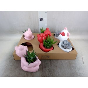 Succulents   ...