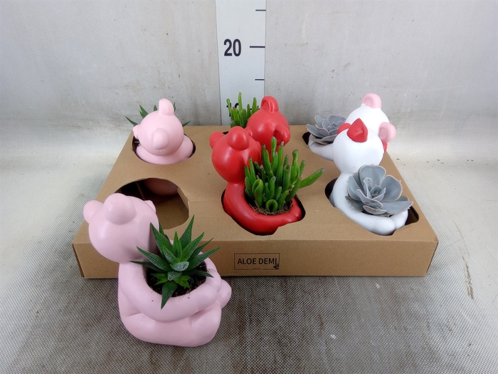 <h4>Succulents   ...</h4>