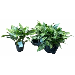 Aglaonema  'Painted Princess'