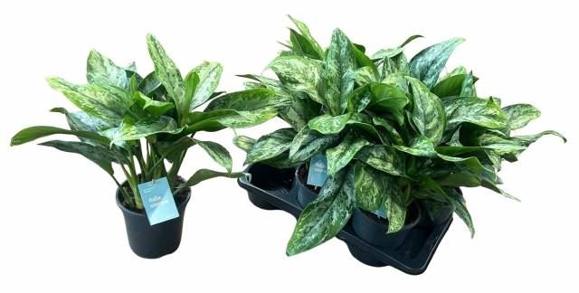 <h4>Aglaonema  'Painted Princess'</h4>