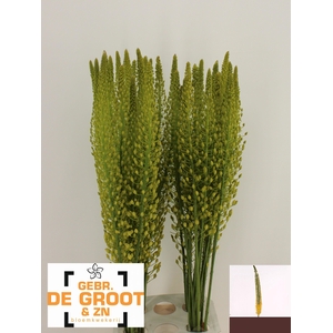 EREMURUS SH YELL SUN