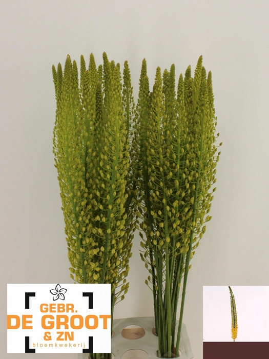 <h4>EREMURUS SH YELL SUN</h4>