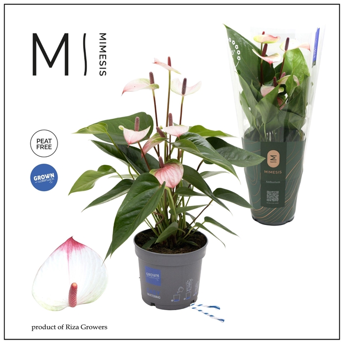 <h4>Mimesis Anthurium Karma Lipa Pink - 12 cm</h4>