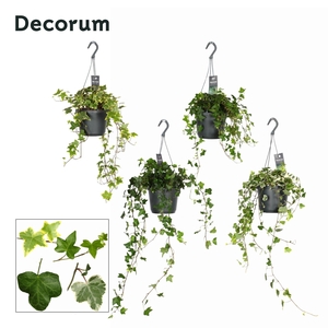 Hedera Helix Gemengd