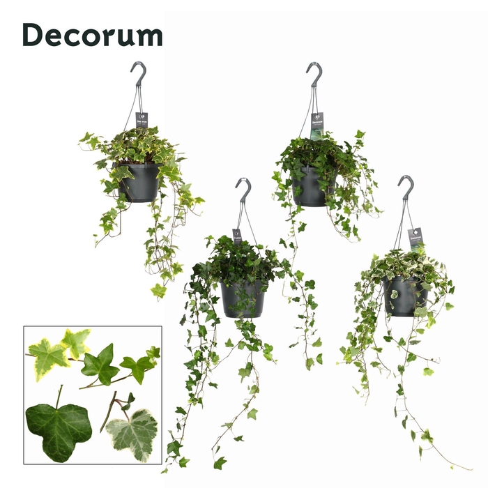 <h4>Hedera Helix Gemengd</h4>