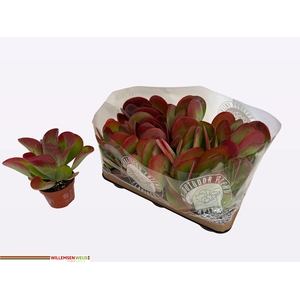 KALANCHOE THYRSIFL