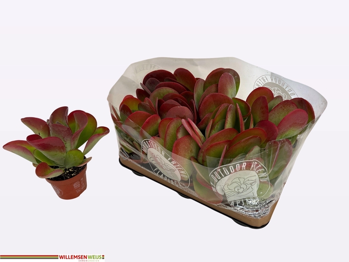 <h4>KALANCHOE THYRSIFL</h4>
