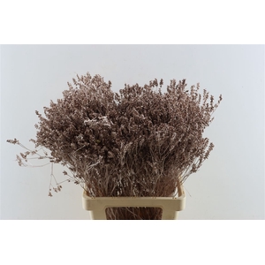 Dried Limonium Diamond Champagne Pst