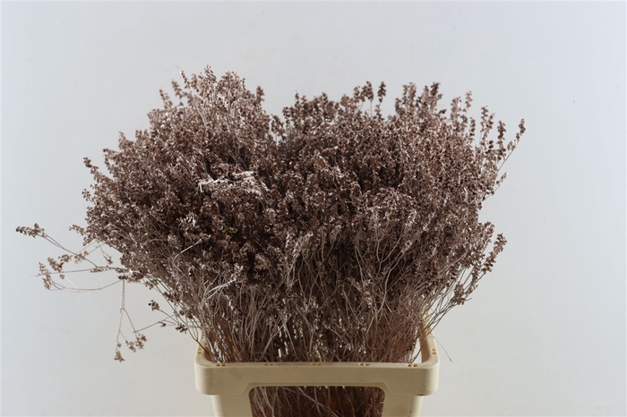 <h4>Dried Limonium Diamond Champagne Pst</h4>