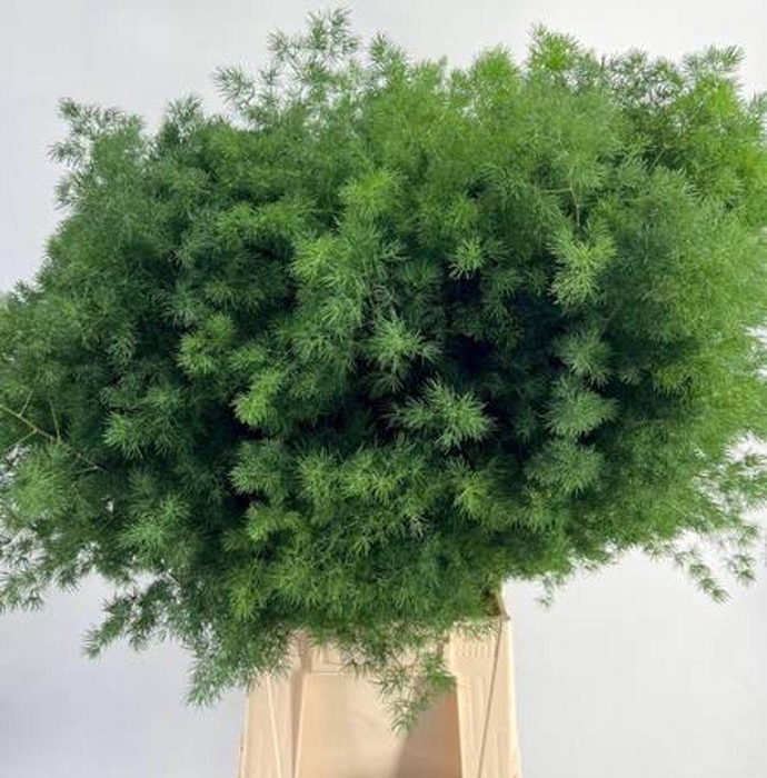 <h4>Asparagus Umbellatus</h4>