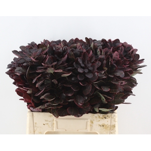 COTI C ROYAL PURPLE