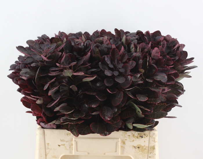 <h4>COTI C ROYAL PURPLE</h4>