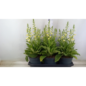 Digitalis purp. 'Hanabee White'
