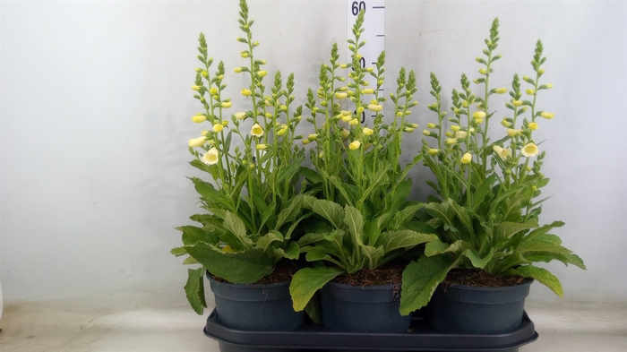 <h4>Digitalis purp. 'Hanabee White'</h4>