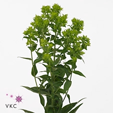 Phlox P Green Forest