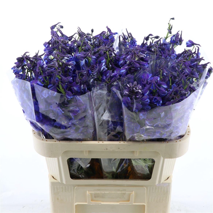 <h4>Delphinium single Donna</h4>