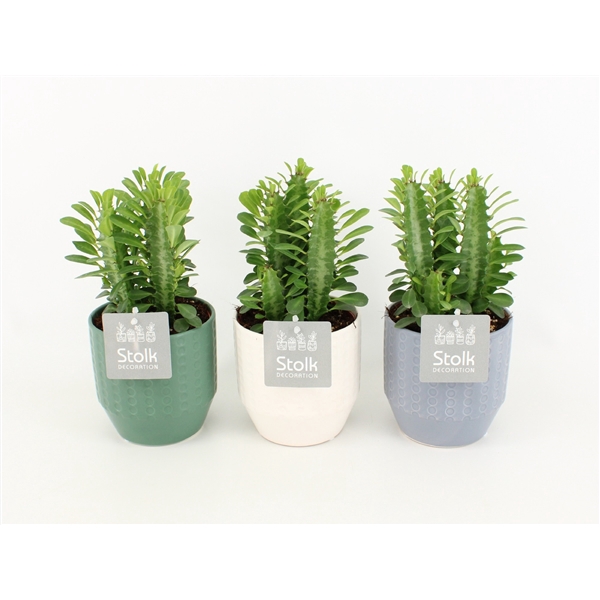 <h4>Euphorbia Trigona Groen in Expression Mix</h4>