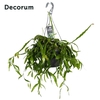 Rhipsalis Crispata HP 21 cm
