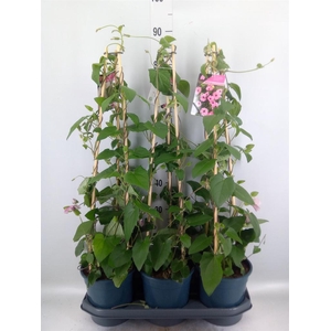 Thunbergia alata 'Rose Sensation'