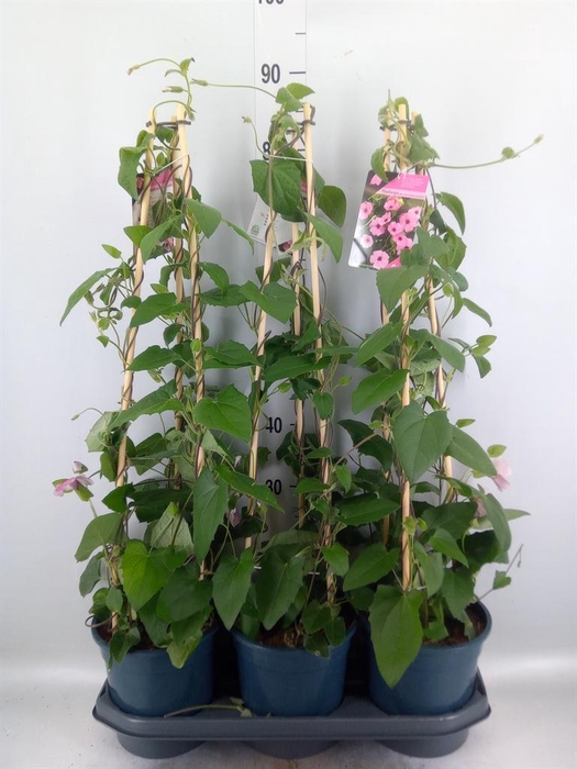 <h4>Thunbergia alata 'Rose Sensation'</h4>