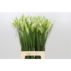 Nerine Adele