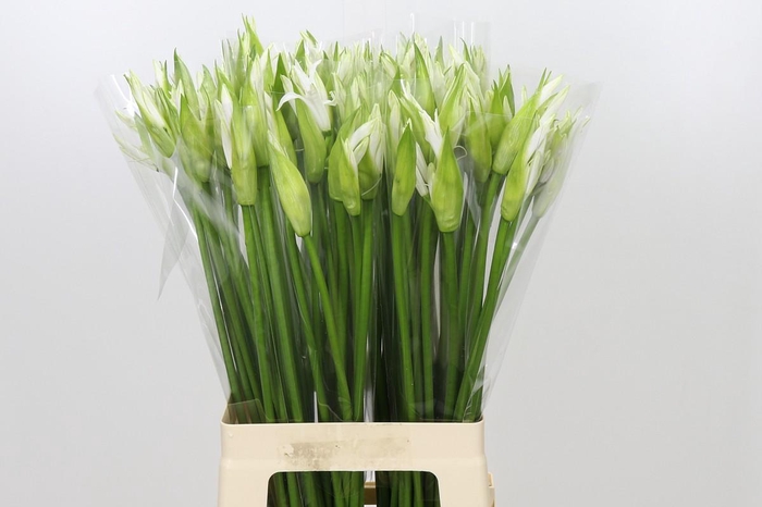 Nerine Adele