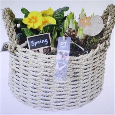 <h4>3834 Primula Xl Gevl Mand</h4>